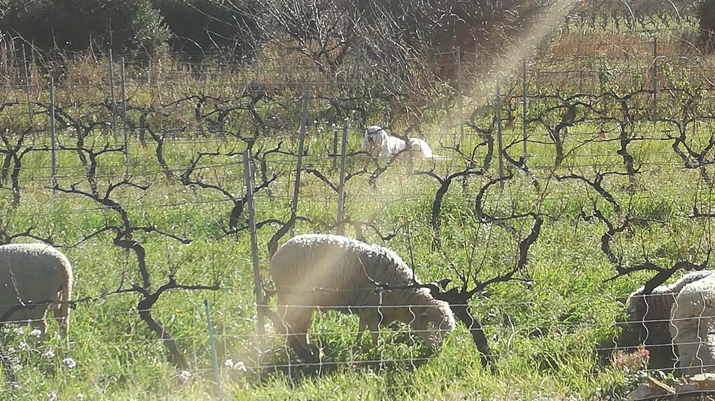 Gite " Au Milieu Des Vignes " Le Castellet  Exterior foto