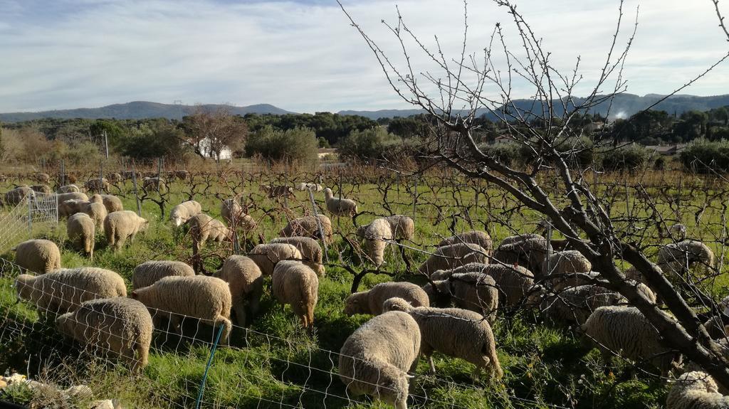 Gite " Au Milieu Des Vignes " Le Castellet  Exterior foto