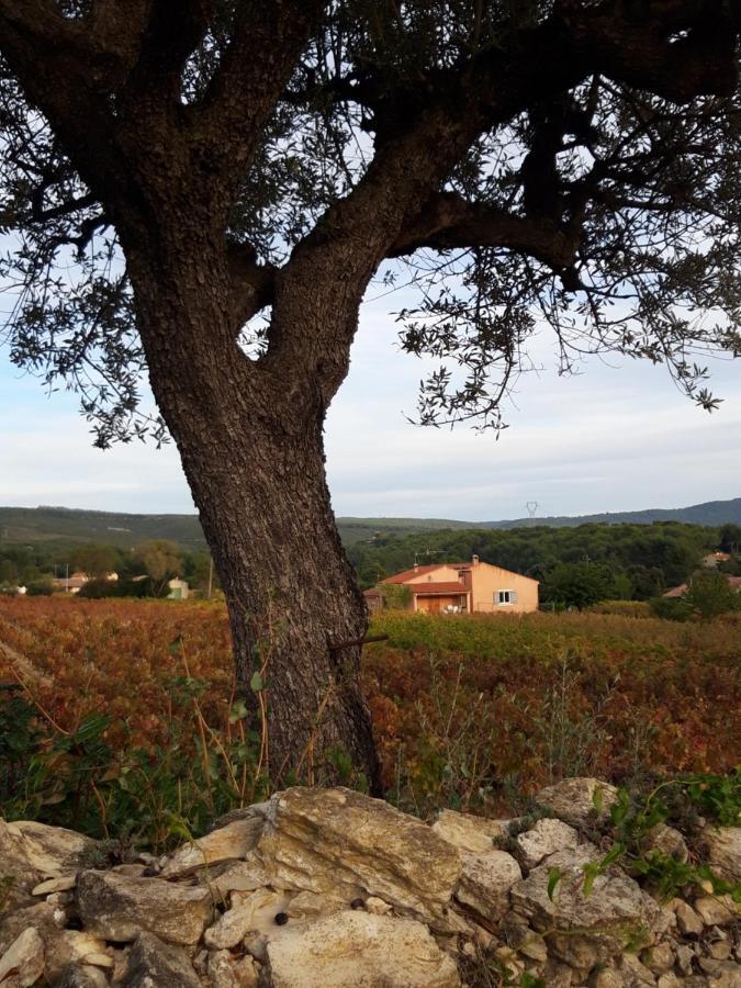 Gite " Au Milieu Des Vignes " Le Castellet  Exterior foto